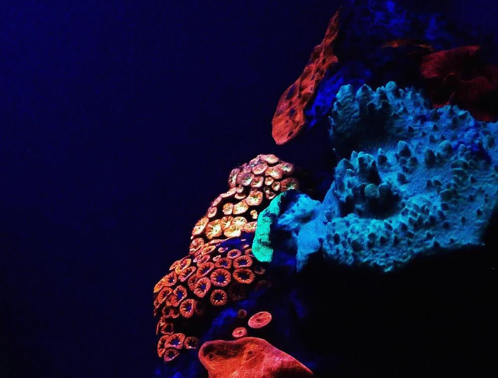  كيف تصنع الشعاب المرجانية الضوء (1)